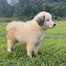 Boy 2 - male Great Pyrenees puppy in Midway, Tennessee from Heavenly Hills Great Pyrenees