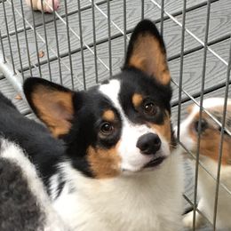 Black Jack Sparrow - Pembroke Welsh Corgi
