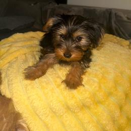 Dani - Black and tan female Yorkshire Terrier puppy in Southfield, Michigan from Yorkies for Life
