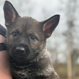 Red female - Sable female German Shepherd puppy in Buffalo, West Virginia from Z Tykev Vino LLC