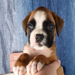 Boy 3 - male Boxer puppy in Clinton, Iowa from Cadogans Boxers