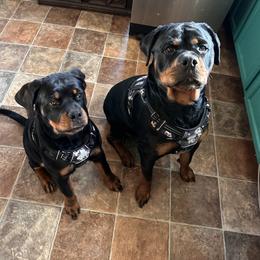 Rottweiler Puppies from Bella Bowe Champion Import Rottweilers