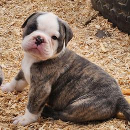 Ziti - Fawn brindle and white male Bulldog puppy in Washington from Sun City Campeiro Bulldogs