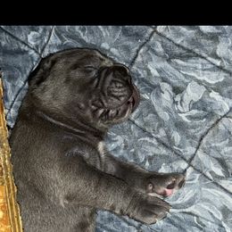 Cane Corso Puppies from Palazzo Cane Corso