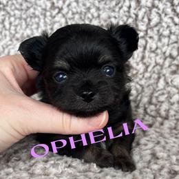 Ophelia - Black and tan female Chihuahua puppy in Augusta, Georgia from Sophia Jade's Chi Brigade