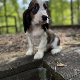 Ruger - Black white and tan male English Springer Spaniel puppy in Comer, Georgia from Stratton Spaniels