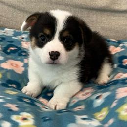 Arctic - Black and tan male Pembroke Welsh Corgi puppy in Waco, Texas from The Comma Corgis