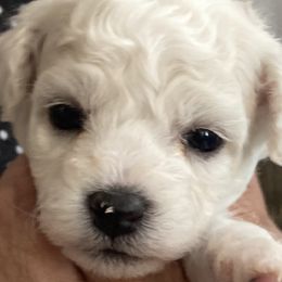Puppy - White and buff female Bichon Frise puppy in Greenville, South Carolina from Almaza Bichons