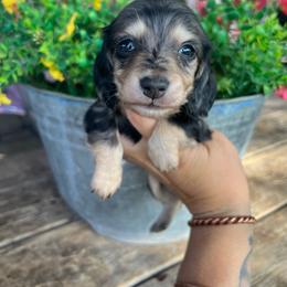 Black and cream dapple boy - Dapple male Dachshund puppy in Payette, Idaho from NT Mini Doxies
