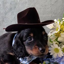 Boy 2 - Black and tan male Dachshund puppy in Mt. Sterling, Illinois from Doxie Do's