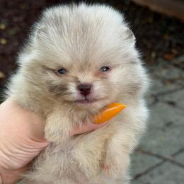Chocolate Merle boy - Chocolate merle male Pomeranian puppy in Youngstown, Ohio from Peachy Pomeranians
