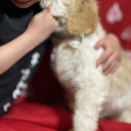 Bernedoodle and Bernese Mountain Dog Puppies from Mountain Top Bernedoodles