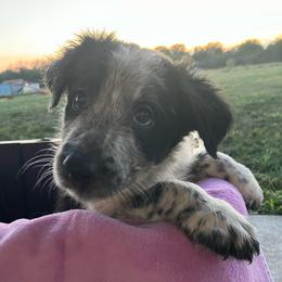 Willow - Black and white female Border Collie puppy in Holden, Missouri from Spotted Feather Farm