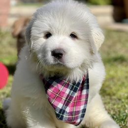 OFA health tested Pink Girl - Great Pyrenees puppy from River's Bend Walnut Orchard