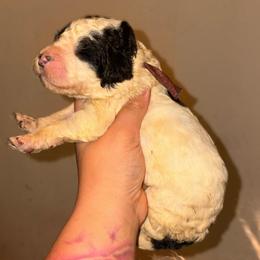 Lyra - Parti female Poodle puppy in Toledo, Ohio from Exquisite Dalmatians & Standard Poodles