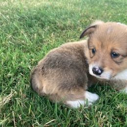Pembroke Welsh Corgi Puppies from Red Wagon Farm