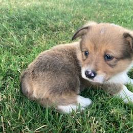 Pembroke Welsh Corgi Puppies from Red Wagon Farm