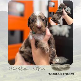 Moonlit Moor - Blue Collar - Merle male Goldendoodle puppy in Garland, Texas from Twilight Doodles