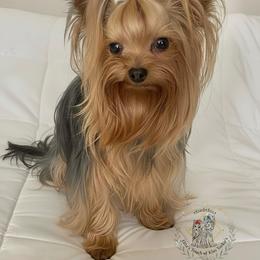 Stud Armani - Yorkshire Terrier