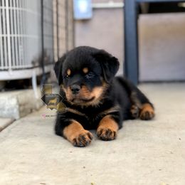 Rottweiler Puppies from Black Diamond Excellence Rottweilers