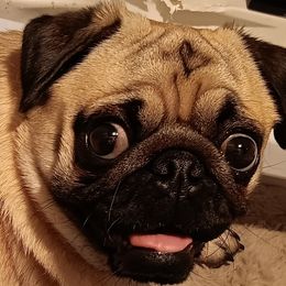 RILEY - Pug