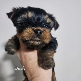 Dash - Black and tan male Yorkshire Terrier puppy in West Plains, Missouri from Brinkley Yorkies