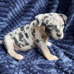 Tundra - Blue tri-color female American Bully puppy in Purdy, Missouri from Shotgun Pups