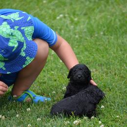 Poodle Puppies from D and D Standard Poodles