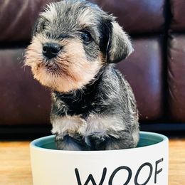 Beau - Salt and pepper male Miniature Schnauzer puppy in Hull, Georgia from Ardent Miniature Schnauzers of Athens
