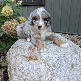 Chase - Blue merle male Bernedoodle puppy in Beach City, Ohio from Blue Cloud Doodles