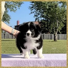 Jack - Black male Border Collie puppy in New Market, Alabama from Kensington Border Collies