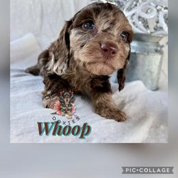 Whoop - Dapple male Dachshund puppy in Hockley, Texas from Shans Down Home Doxies