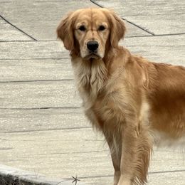 Golden Retrievers from Kesher Goldens