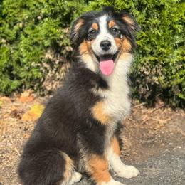 Exempt- black tri female 5 - Black tri-color female Australian Shepherd puppy in Chehalis, Washington from Wandering Acres Ranch