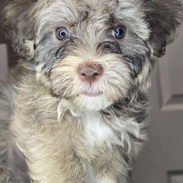 Ray - Havanese puppy from Havanese Puppies Columbus