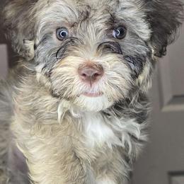 Ray - Havanese puppy from Havanese Puppies Columbus