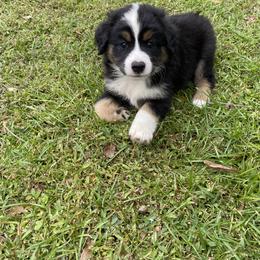 Miniature Australian Shepherd Puppies from Duncan’s Miniature Australian Shepherds