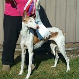 Chinese Cresteds, Ibizan Hounds, and Salukis from Castlecove