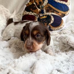 Cocoa - Piebald male Dachshund puppy in Benwood, West Virginia from Royal Roads Miniature Dachshunds