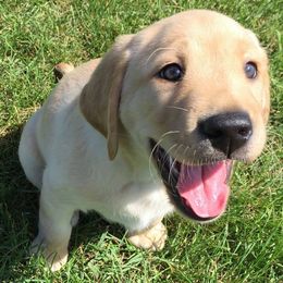 Labrador Retriever Puppies from Harvest Moon Farm