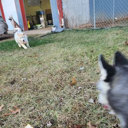 Siberian Husky Puppies from Spirit of the Moon Siberians