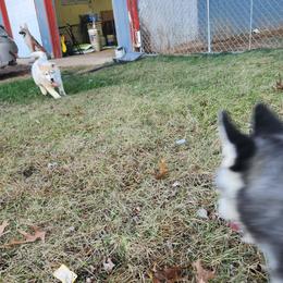 Siberian Husky Puppies from Spirit of the Moon Siberians