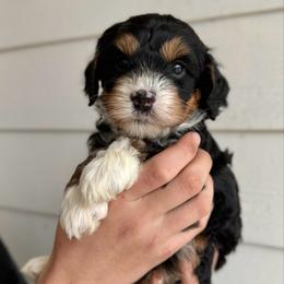 Cherry - Tri-color female Bernedoodle puppy in Modesto, California from Central Valley Canine Companions
