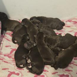6th Available - Chocolate male Labrador Retriever puppy in Eugene, Oregon from Humphrey Retrievers