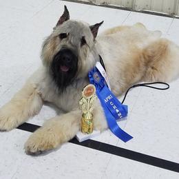Beerk - Bouvier des Flandres