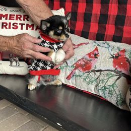 Flokie - Tri-color male Pomsky puppy in Cave Creek, Arizona from Arizona Luxury Pomskies