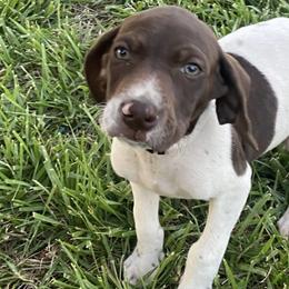 German Shorthaired Pointers from Amy Potter