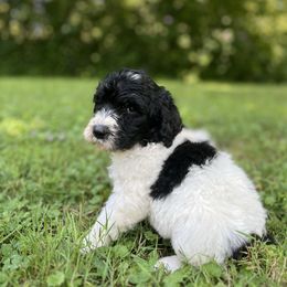 Royal Bones - Black and white male Sheepadoodle puppy in Emlenton, Pennsylvania from Doodles in PA