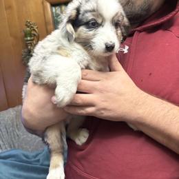 Junior - Blue merle male Miniature Australian Shepherd puppy in Hopkins, Missouri from Mowry Creek Mini Aussiedoodles and More