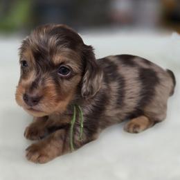 Nate - Chocolate and tan male Dachshund puppy in Oklahoma City, Oklahoma from OkieDoxieland Dachshunds